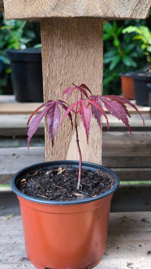 Mooie jonge Japanse esdoorn acer palmatum purple ghost, Tuin en Terras, Planten | Bomen, Volle zon, In pot, Ophalen