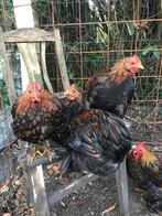 Jonge Cochin kriel haantjes, Dieren en Toebehoren, Pluimvee, Mannelijk, Kip