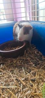 Caviabeertje, Cavia, Juni, Mannelijk, Tam