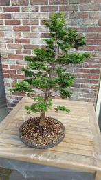 Bonsai hinoki, Tuin en Terras, Planten | Bomen, In pot, Minder dan 100 cm, Halfschaduw, Overige soorten