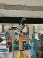 Pigeons grand fond, Animaux & Accessoires