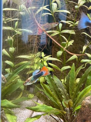 Aquarium aquascape superfish beschikbaar voor biedingen