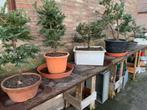 Bonsai Startplanten, Tuin en Terras, Planten | Bomen, Ophalen, Volle zon, Overige soorten, Minder dan 100 cm