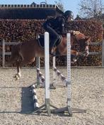 Aparte B sportpony 1.26 m, Dieren en Toebehoren, Merrie, B, Gechipt, Springpony