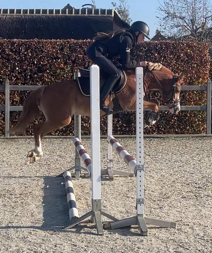 Aparte B sportpony 1.26 m, Dieren en Toebehoren, Pony's, Merrie, B, B pony (1.17m tot 1.27m), Springpony, 7 tot 10 jaar, Met stamboom