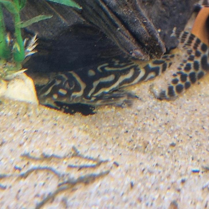 3 volwassen L236bs, Dieren en Toebehoren, Vogels | Overige Vogels