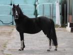 Knappe zwarte welsh, Dieren en Toebehoren, Merrie, Onbeleerd
