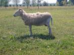 Wiltshire Horn Stamboek Ooi, Dieren en Toebehoren, Schapen, Geiten en Varkens, Vrouwelijk, Schaap, 3 tot 5 jaar