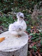 Usa zijdehoen motteld kuikentjes, Dieren en Toebehoren, Pluimvee, Geslacht onbekend, Kip