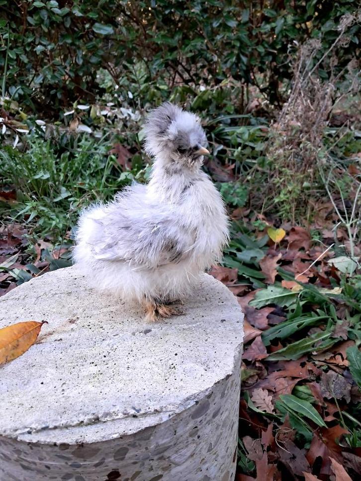 Usa zijdehoen motteld kuikentjes, Dieren en Toebehoren, Pluimvee, Kip, Geslacht onbekend