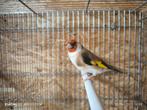 Chardonneret Major, Dieren en Toebehoren, Vogels | Overige Vogels, Geringd