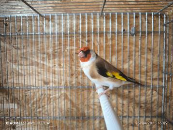 Chardonneret Major, Dieren en Toebehoren, Vogels | Overige Vogels, Geringd