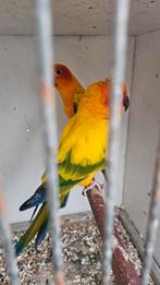 Conure soleil, Dieren en Toebehoren, Vrouwelijk