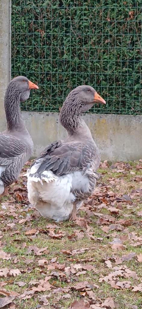 Gans toulouse dewlap, Dieren en Toebehoren, Pluimvee