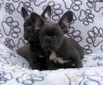 Franse bulldog pups, Dieren en Toebehoren, CDV (hondenziekte), Meerdere, Bulldog, 8 tot 15 weken