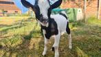 Dwerggeit bokje, Dieren en Toebehoren