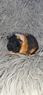 Lunkarya cavia beertje, Dieren en Toebehoren, Cavia, Mannelijk, Juli, Tam