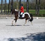 5jarige ruin, Dieren en Toebehoren, Paarden, Ruin, Z