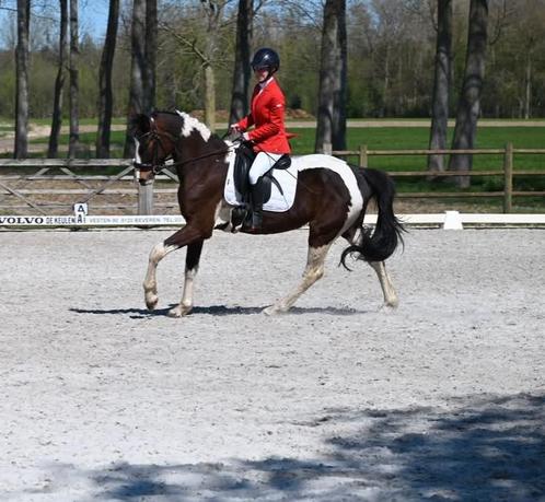 5jarige ruin, Dieren en Toebehoren, Paarden, Ruin, Z