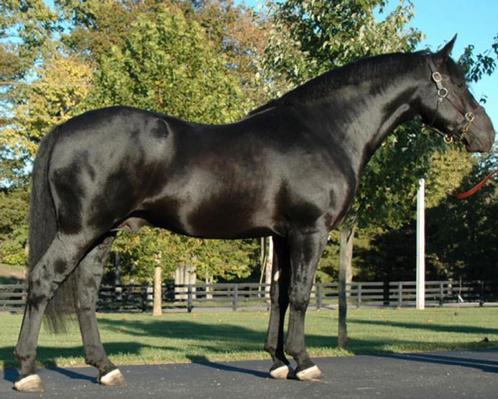Gezocht merrie type Irish Draught, Dieren en Toebehoren, Paarden