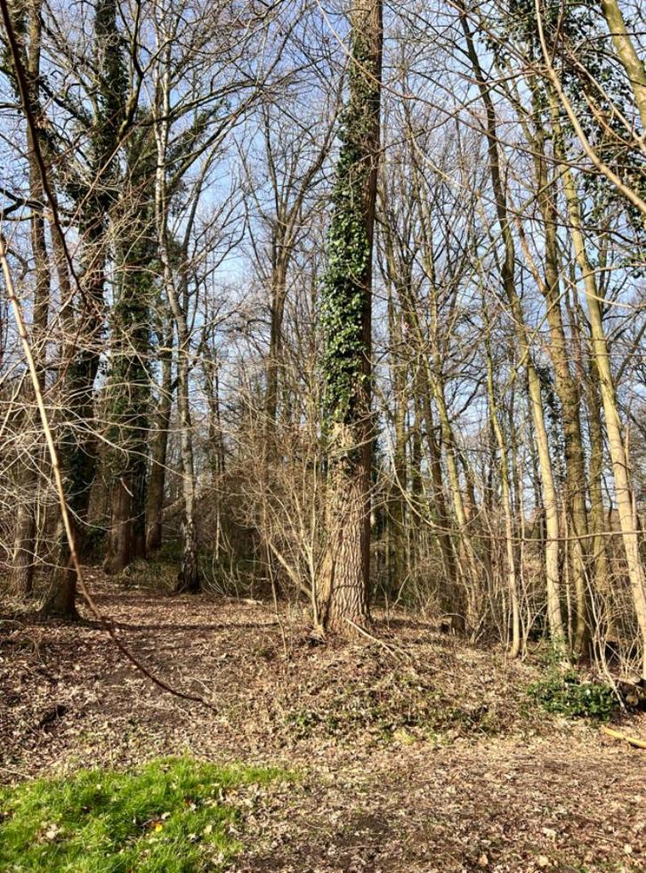 Bosgrond te koop – Geraardsbergen 4670 m2, Immo, Gronden en Bouwgronden, 1500 m² of meer