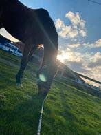 Springpaard gezocht, Dieren en Toebehoren, Merrie, Springpaard