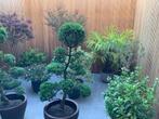 Prachtige terras planten met pot te koop, Volle zon, Vaste plant, Zomer, Ophalen