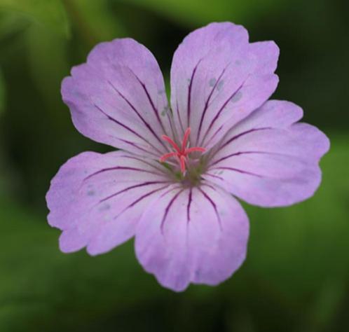 Geranium nodosum "Svelte Lilac", zeer lange bloei !, Jardin & Terrasse, Plantes | Jardin, Mi-ombre, Printemps, Enlèvement