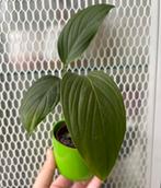 Monstera Noid ‘EC7’, Ophalen of Verzenden
