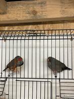 Koppel Charcoal zebravinken, Meerdere dieren, Tropenvogel, Geringd