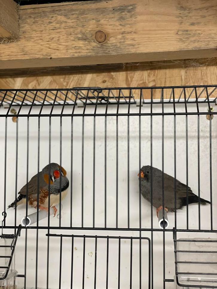 Koppel Charcoal zebravinken, Animaux & Accessoires, Oiseaux | Oiseaux Autre, Oiseau tropical, Plusieurs animaux, Bagué