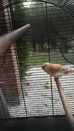 Gloster kanarie man, Dieren en Toebehoren, Vogels | Kanaries, Mannelijk, Postuurkanarie