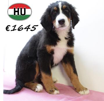 Berner Sennen pups - vriendelijke reuzen met gouden hart beschikbaar voor biedingen