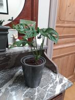 Monstera Monkey Mask, Ophalen, Halfschaduw, In pot, Minder dan 100 cm