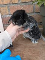 Nederlands dwerghangoor baby's, Plusieurs animaux, Nain, Oreilles tombantes, 0 à 2 ans