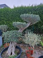 Prachtige olijfboom in pot., Tuin en Terras, Planten | Bomen, Ophalen, In pot, Olijfboom