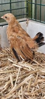 Java kriel 5 weken oud, Dieren en Toebehoren