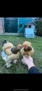 2 Brahma’s kippen, Dieren en Toebehoren, Kip