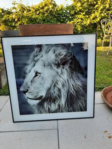 Cadre photo avec un Lion - noir et blanc - 50 x 50 cm comme  disponible aux enchères