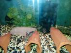 l46 x3 zebra pleco adult 2 jaar 4 maand oud, Dieren en Toebehoren, Vissen | Aquariumvissen, Vis, Zoetwatervis, Schoolvis