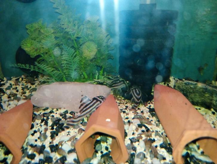 l46 x3 zebra pleco adult 2 jaar 4 maand oud, Dieren en Toebehoren, Vissen | Aquariumvissen, Zoetwatervis, Vis, Schoolvis