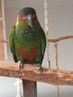 Pyrrhura cruentata, Dieren en Toebehoren, Vogels | Parkieten en Papegaaien