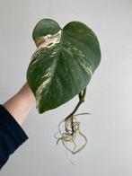 Monstera albo deliciosa #3, Huis en Inrichting, Ophalen of Verzenden