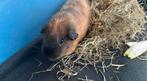 Cavia beertje met kooi en toebehoren, Août, Mâle, Domestique, Cobaye