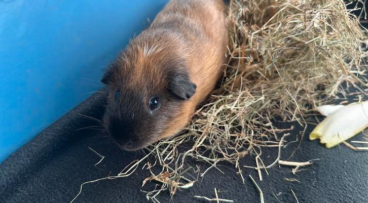 Cavia beertje met kooi en toebehoren, Dieren en Toebehoren, Knaagdieren, Mannelijk, Cavia, Augustus, Tam