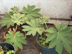 Tetrapanx, Tuin en Terras, Planten | Tuinplanten, Ophalen