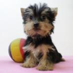 Schattige Yorkshire pups te koop (Belgisch), Yorkshire Terriër, België, Handelaar, CDV (hondenziekte)
