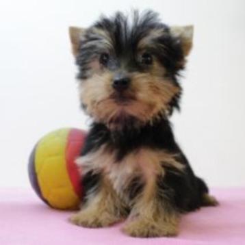 Schattige Yorkshire pups te koop (Belgisch) beschikbaar voor biedingen