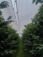 Kersenoverkapping 1,25 ha. 2 percelen., Ophalen, Fruitteelt, Gewasbescherming en Bemesting
