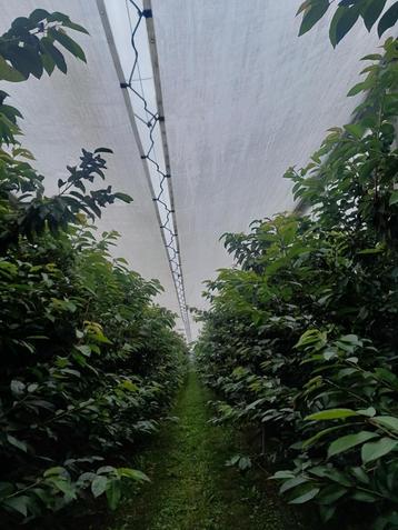 Kersenoverkapping 1,25 ha. 2 percelen. beschikbaar voor biedingen
